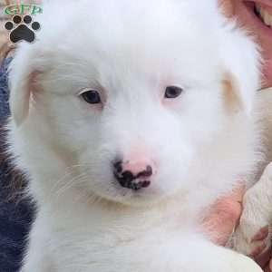 Artic, Border Collie Puppy